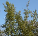 Quercus phillyreoides