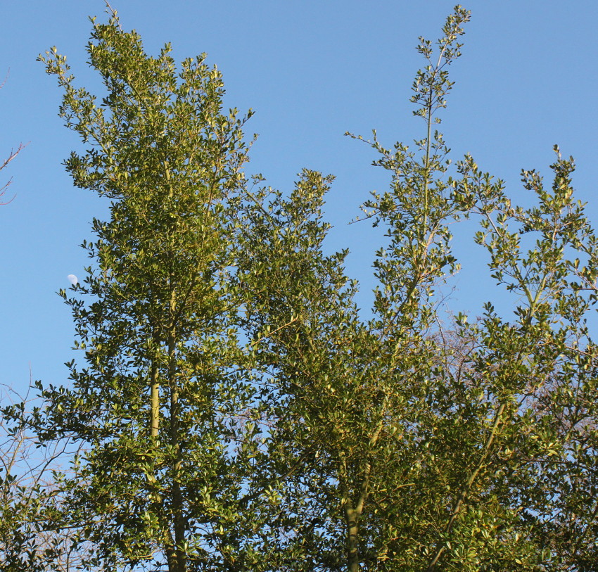 Image of Quercus phillyreoides specimen.