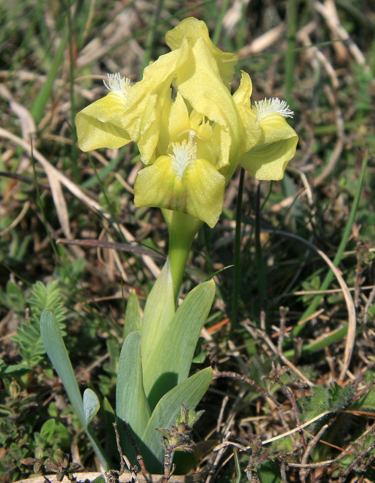 Image of Iris pumila specimen.