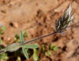Trifolium palaestinum. Верхушка побега с соцветием. Израиль, Большой Тель-Авив, г. Рамат-Авив, пустырь на песках за аэродромом. 27.03.2014.