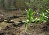 Salix schwerinii