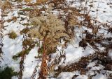 Solidago canadensis