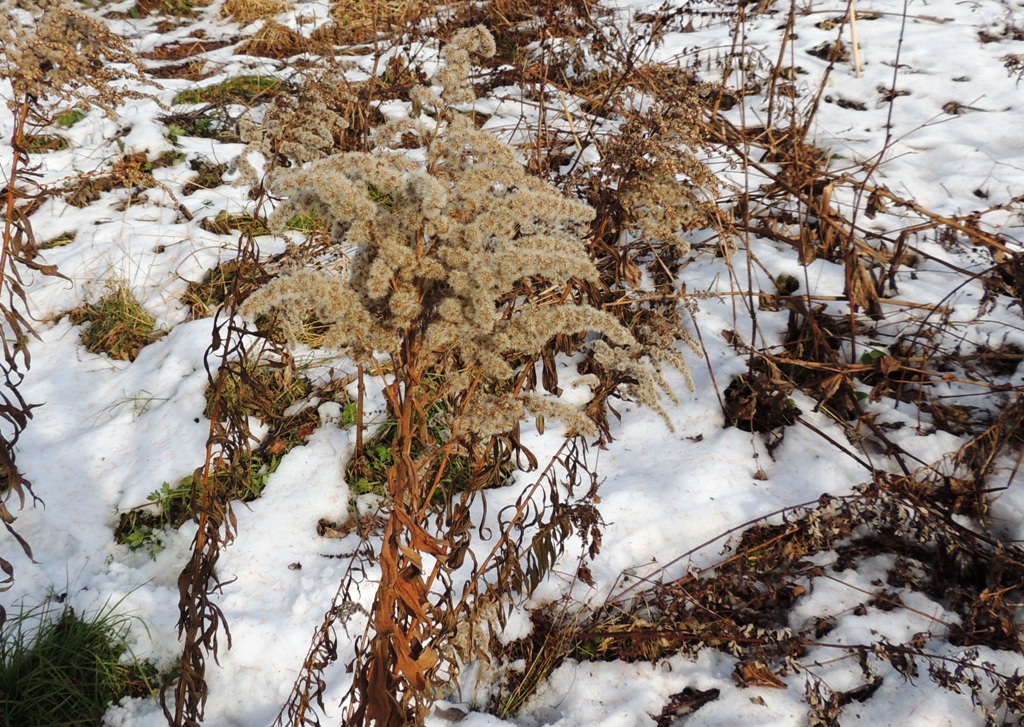 Изображение особи Solidago canadensis.