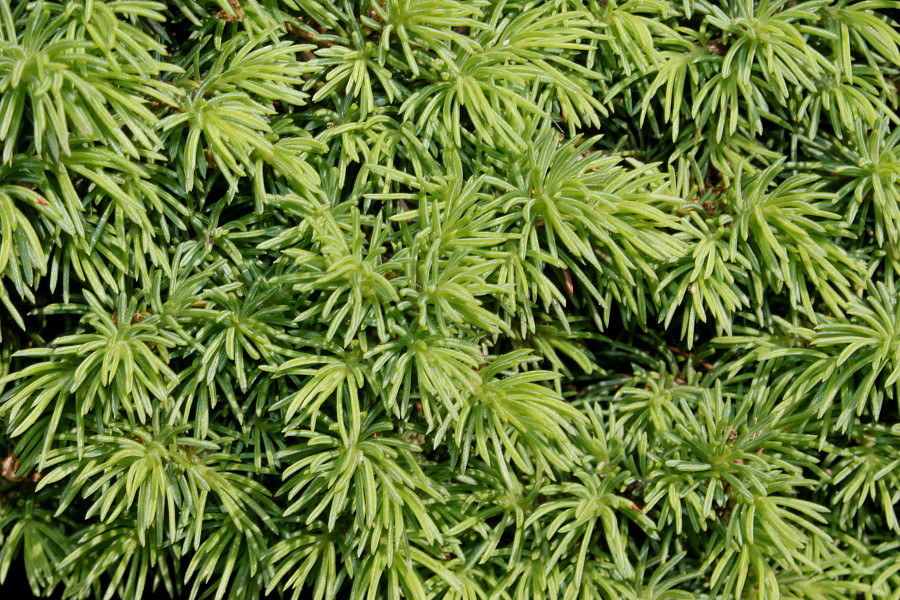 Изображение особи Picea glauca.