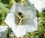 Campanula carpatica