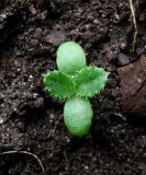 Cirsium setosum