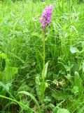 Dactylorhiza urvilleana. Цветущее растение. Ставропольский край, г. Кисловодск, парк, на сыром газоне (43°53′46,38″ с.ш., 42°43′58,55″ в.д.). 02.06.2014.