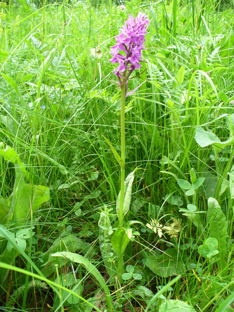 Изображение особи Dactylorhiza urvilleana.