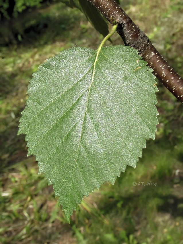 Image of genus Betula specimen.