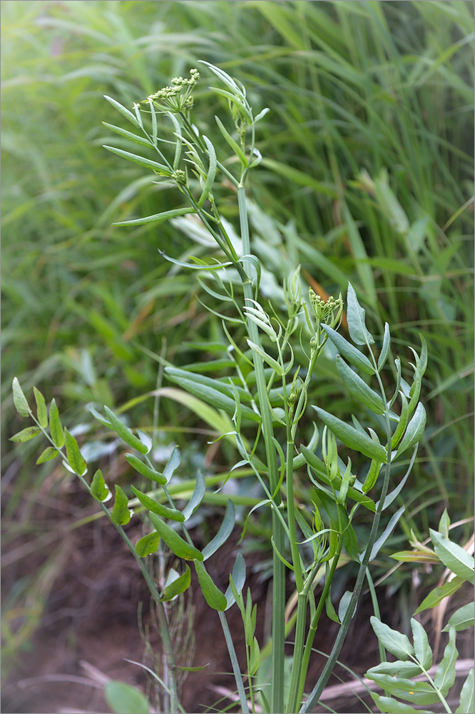 Image of Sium latifolium specimen.