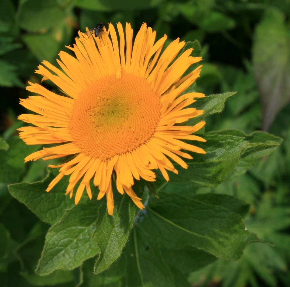 Изображение особи Inula grandiflora.