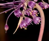 Allium daninianum. Часть соцветия. Израиль, Шарон, пос. Кфар Шмариягу, заповедник. 06.05.2014.