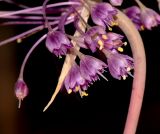 Allium daninianum