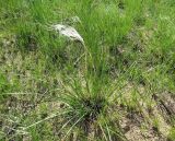 Stipa anomala