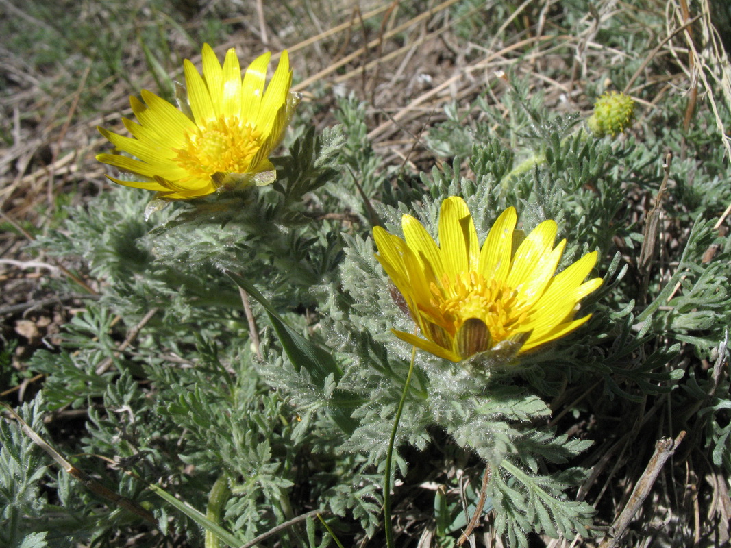 Image of Adonis tyanschanica specimen.