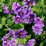 Geranium × magnificum. Верхушки цветущих побегов. Германия, г. Дюссельдорф, Ботанический сад университета. 03.06.2014.