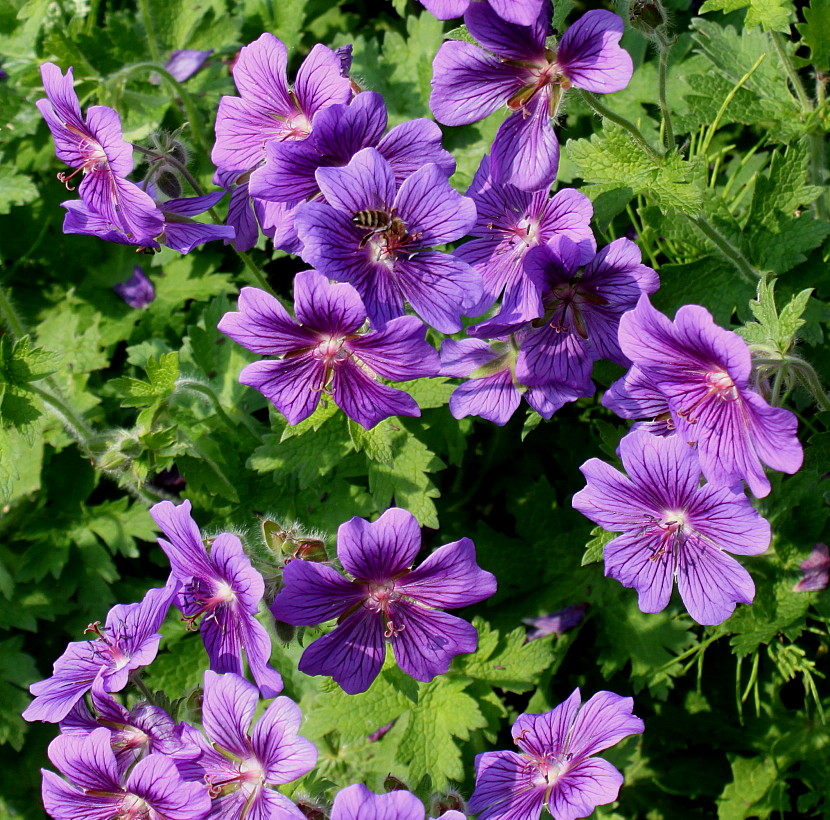 Изображение особи Geranium &times; magnificum.