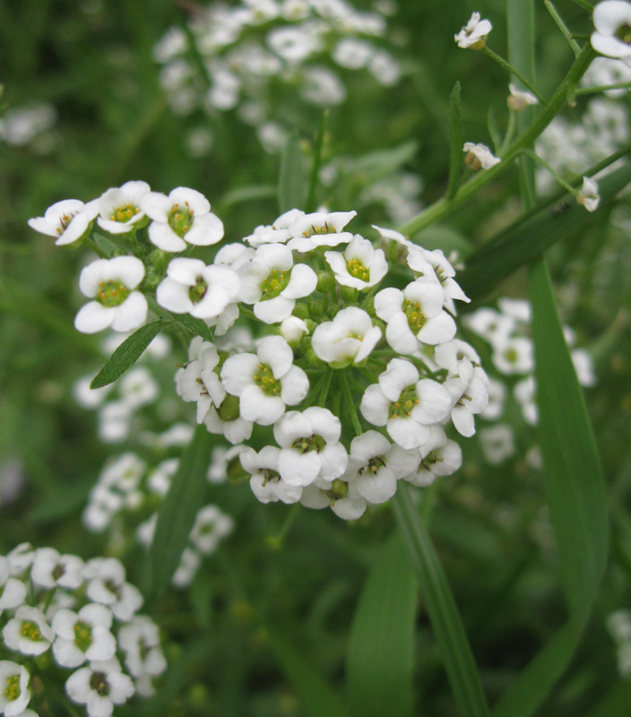 Image of Lobularia maritima specimen.