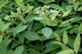 genus Vincetoxicum. Побеги с соцветиями. Германия, г. Дюссельдорф, Ботанический сад университета. 03.06.2014.