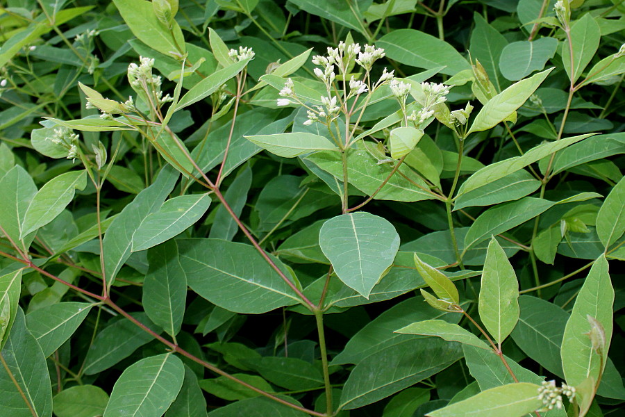 Image of genus Vincetoxicum specimen.