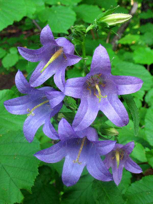 Image of Campanula trachelium specimen.