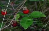 Fragaria vesca