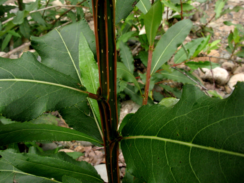 Image of Populus laurifolia specimen.