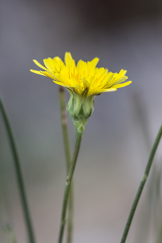 Image of Reichardia dichotoma specimen.