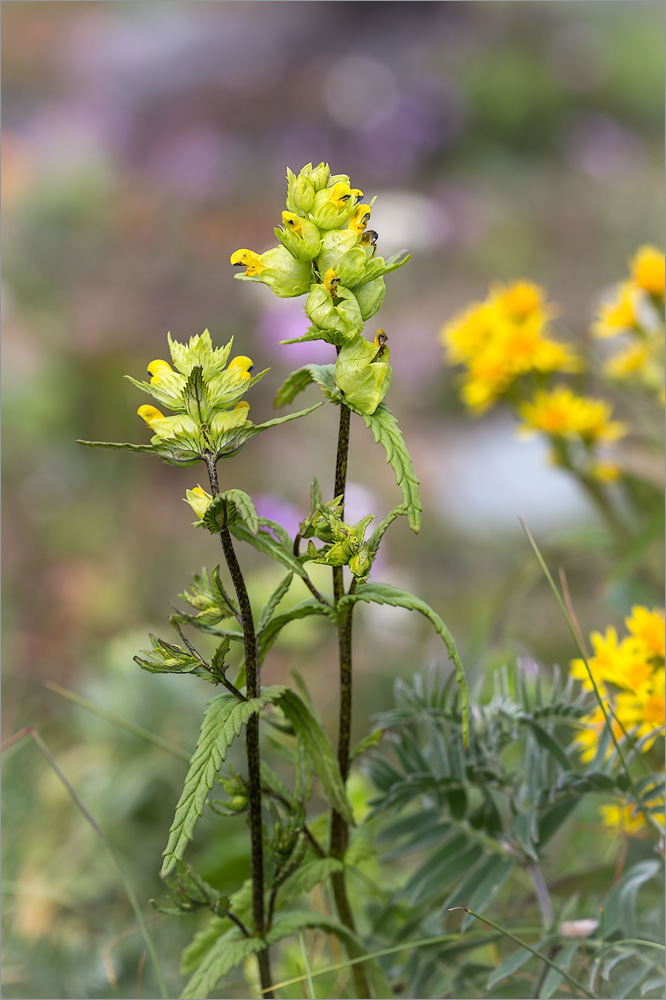 Изображение особи Rhinanthus minor.