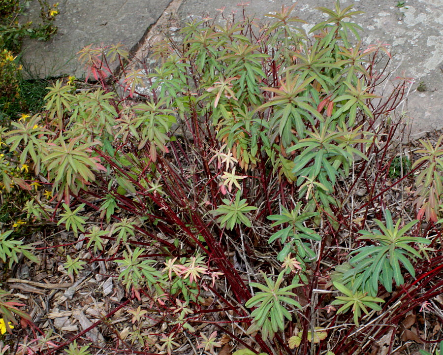 Image of genus Euphorbia specimen.