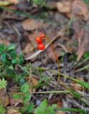 Convallaria majalis. Соплодие. Ленинградская обл., окр. озера Верхолино. 14.09.2014.