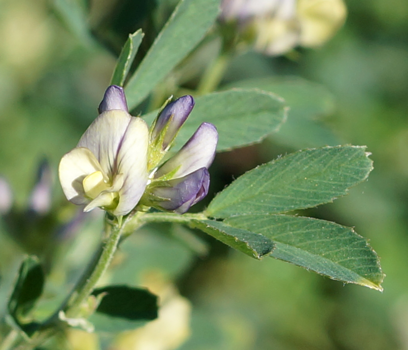 Image of Medicago × varia specimen.