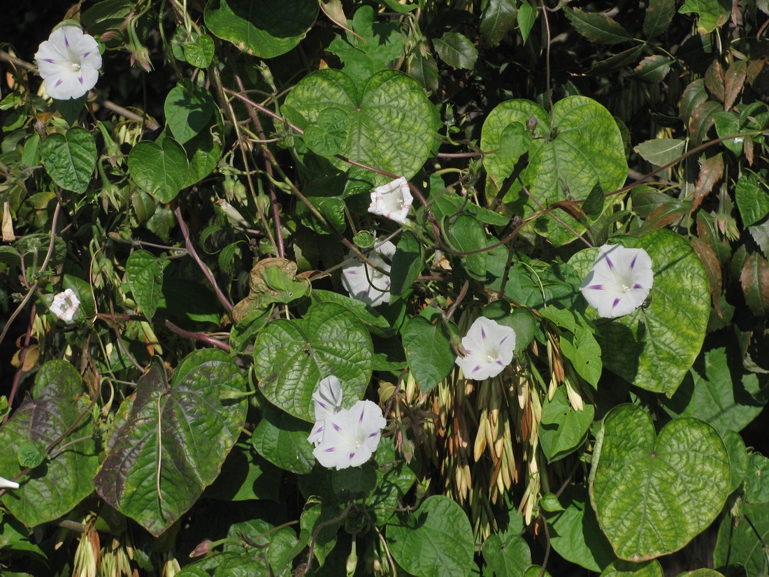 Image of Ipomoea purpurea specimen.
