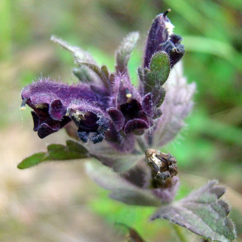 Image of Bartsia alpina specimen.