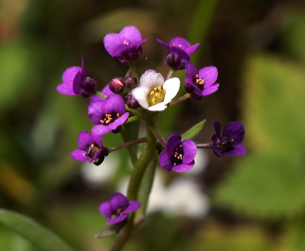 Image of Lobularia maritima specimen.