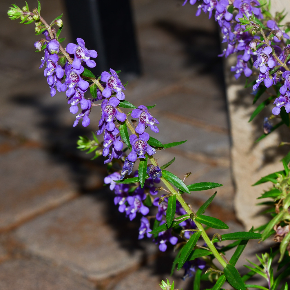 Изображение особи Angelonia angustifolia.