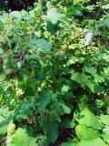 Arctium lappa