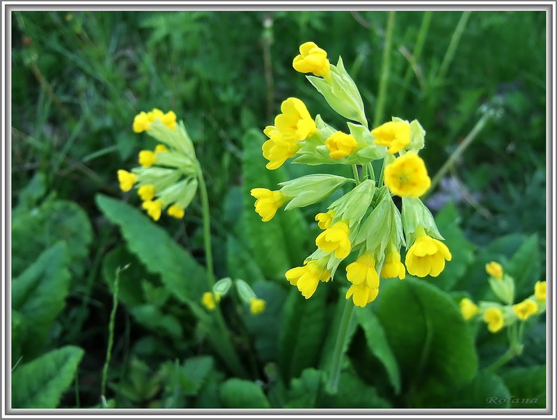 Image of Primula veris specimen.