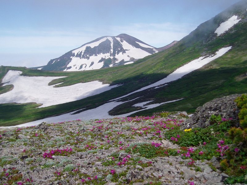 Изображение особи Rhododendron camtschaticum.