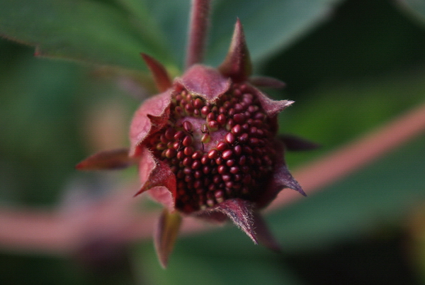 Image of Comarum palustre specimen.