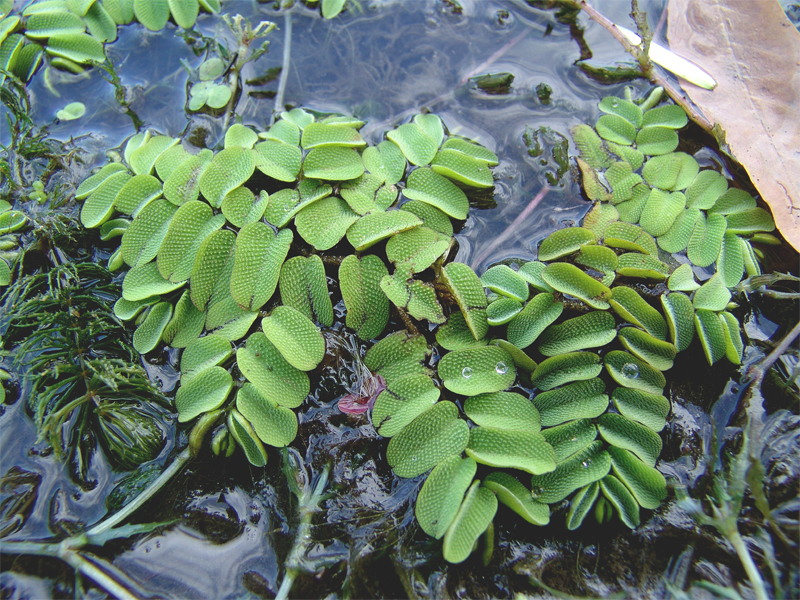 Image of Salvinia natans specimen.