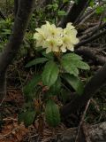 Rhododendron aureum. Цветущее растение в криволесье из Duschekia fruticosa. Красноярский кр., Ермаковский р-н, парк \"Ергаки\", берег Циркового оз. 10.06.2009.