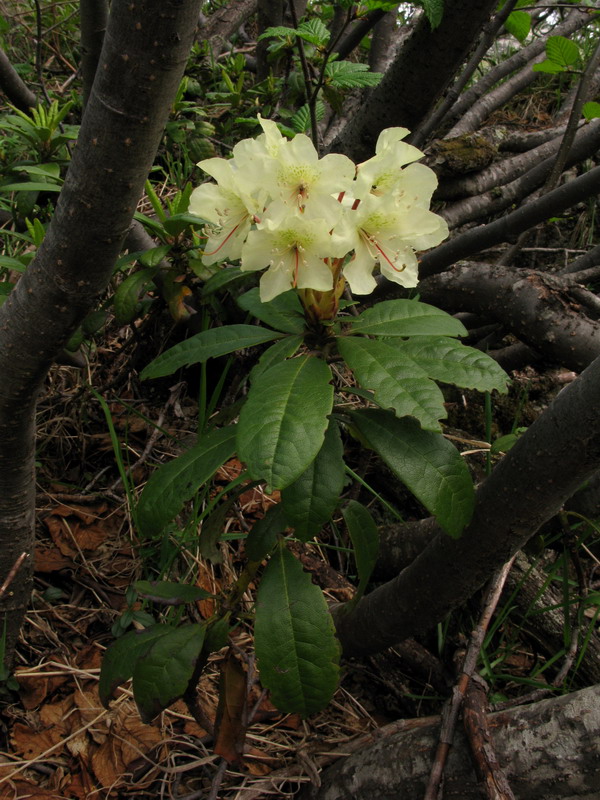 Изображение особи Rhododendron aureum.