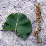 Rumex confertus