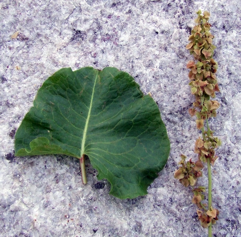 Image of Rumex confertus specimen.