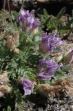 Oxytropis assiensis