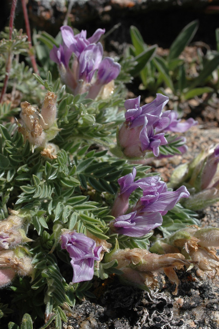 Image of Oxytropis assiensis specimen.
