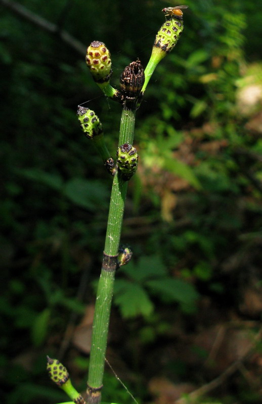 Image of Equisetum hyemale specimen.