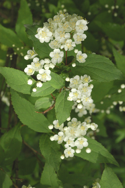 Изображение особи Deutzia parviflora.