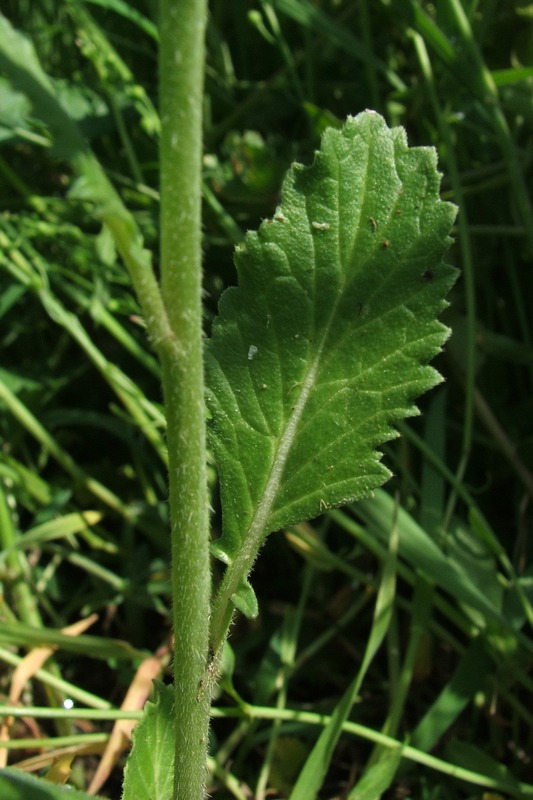 Image of Sinapis arvensis specimen.